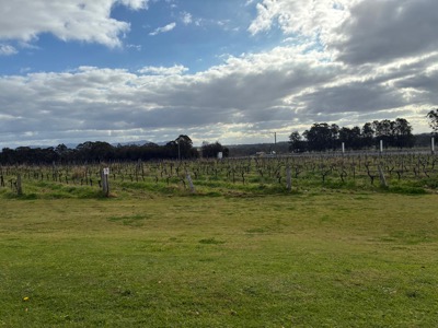 Wine trees.jpg
